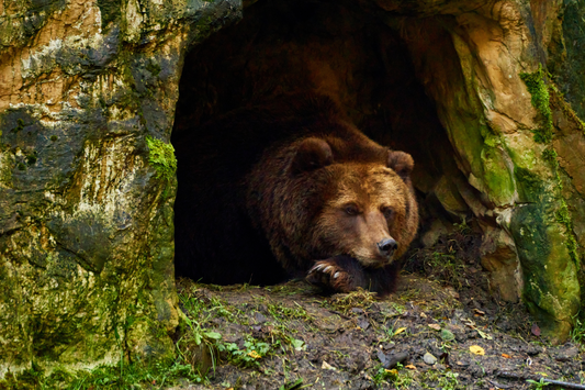 Lessons From the Bear About Winter Rest